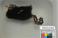 藏品(紅冠水雞)的圖片